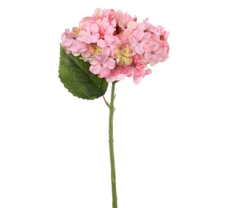 Hortenzia ružová 36cm